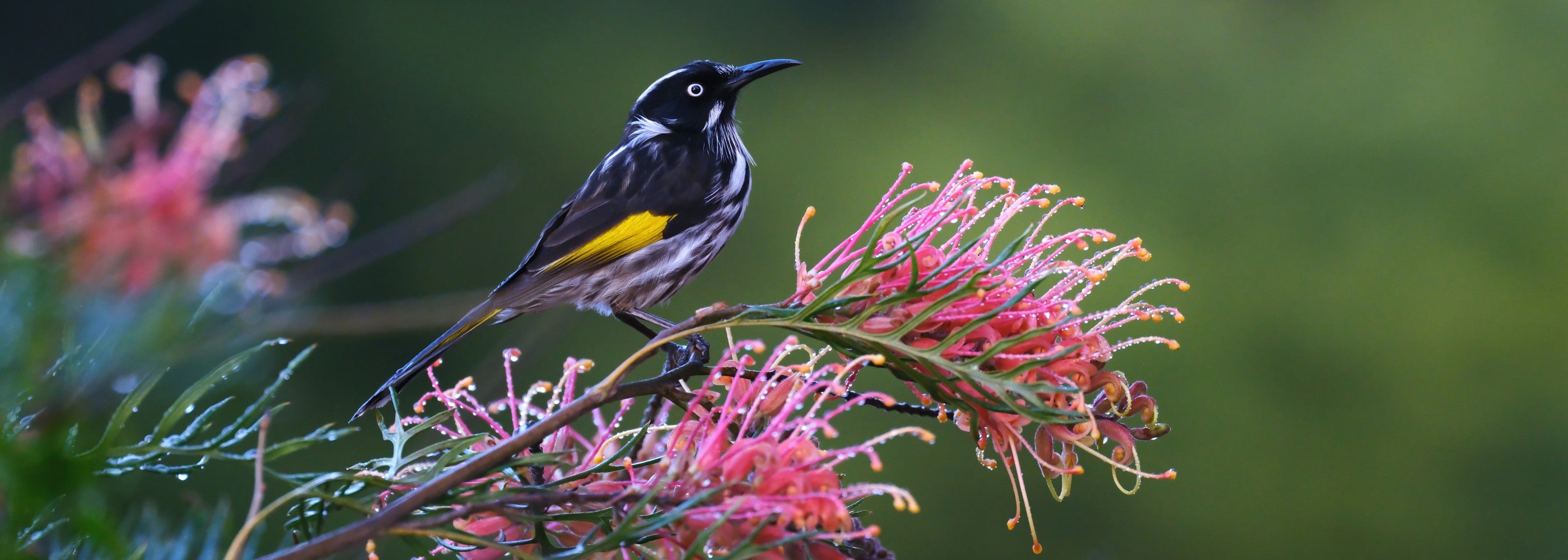 Photo shot by Shelley Pearson using GFX100 II